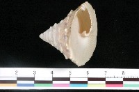 藏品(銀塔鐘螺)的圖片